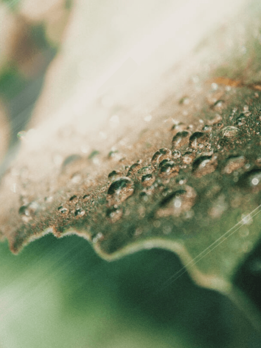 AHA Peeling Concentrate – Natural Exfoliant | BYMANYC ® New York