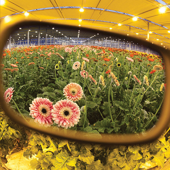 Coup HPS Premium Translucent Green | Grow Room Glasses