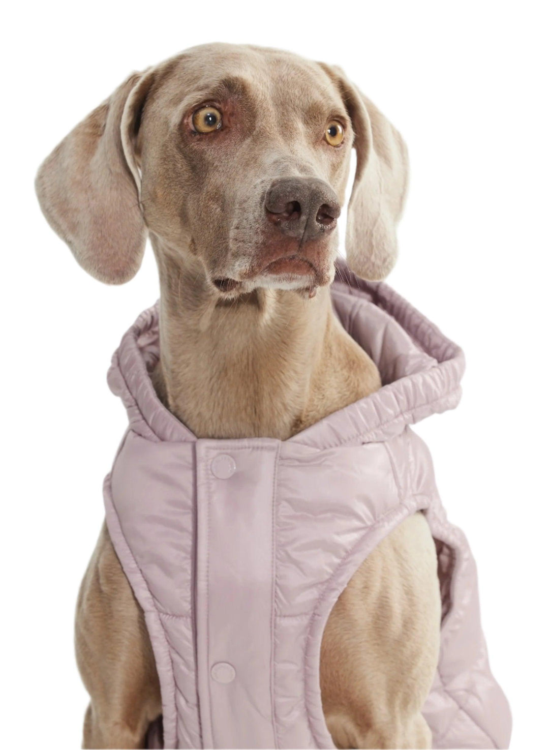 Aritzia The Super Ruff Puff (Dog Jacket) Hi-Gloss | Cloudy Lilac