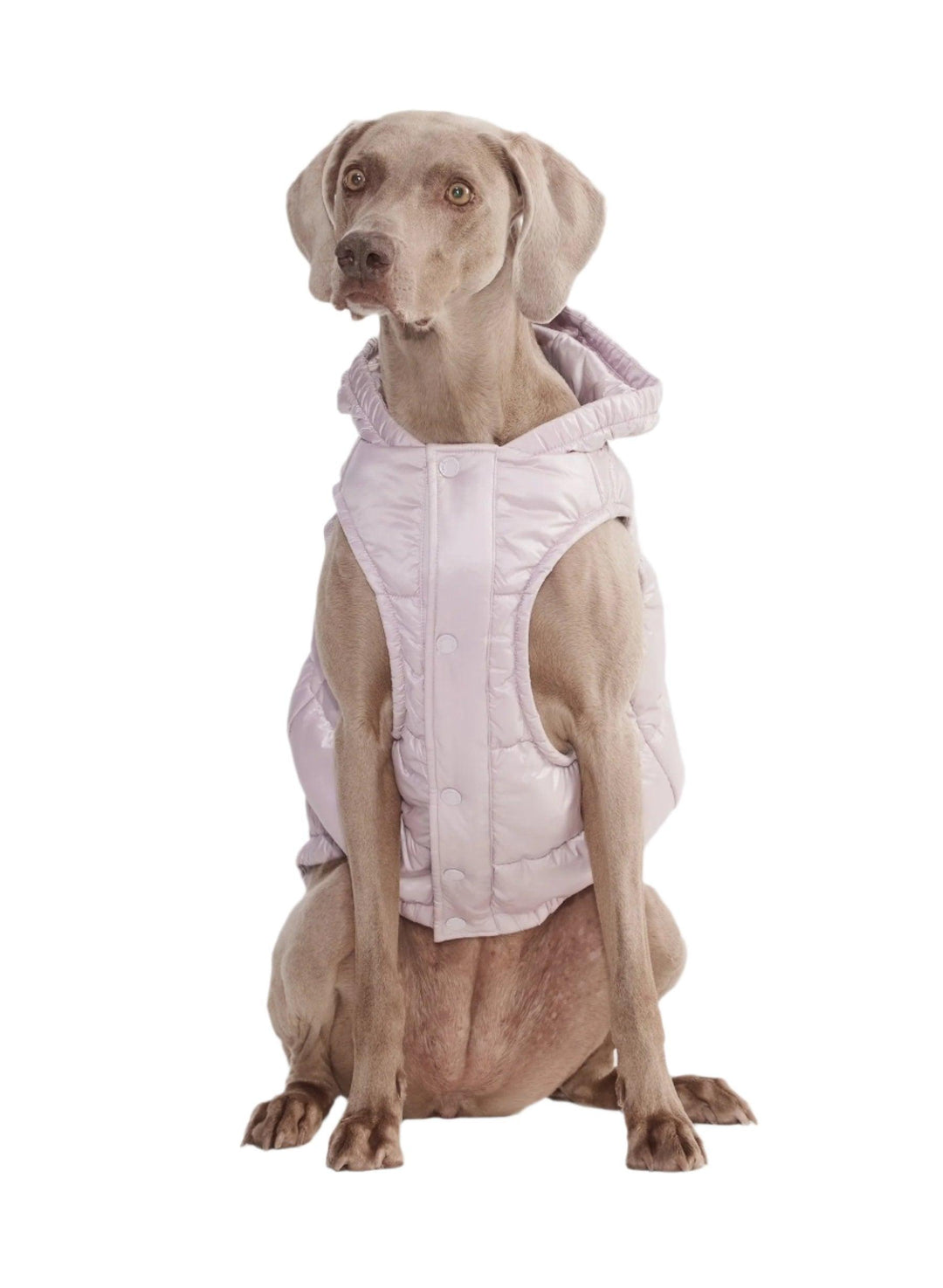 Aritzia The Super Ruff Puff (Dog Jacket) Hi-Gloss | Cloudy Lilac