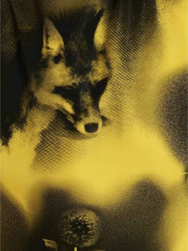 Close-up of a wolf&