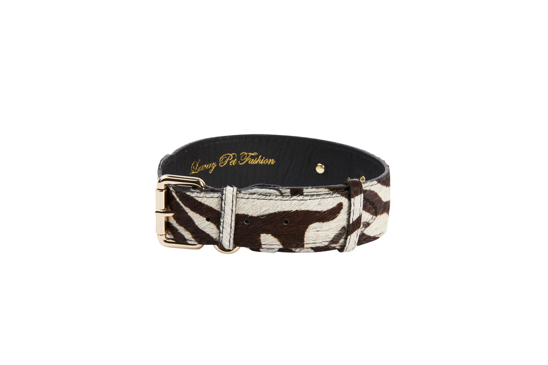 Distressed Brown &amp; White Zebra Print Hair On Hide Classic Collar with Gold Classic Hardware