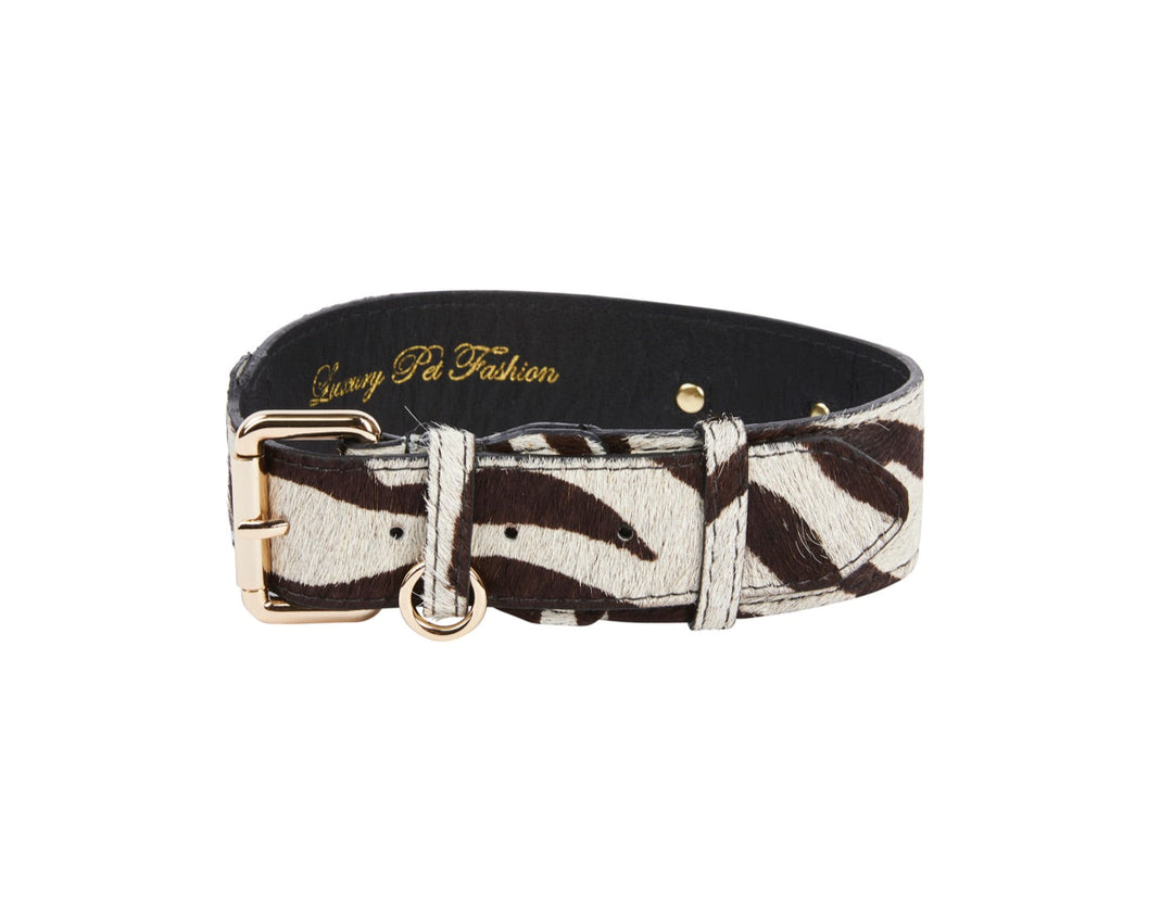 Distressed Brown &amp; White Zebra Print Hair On Hide Classic Collar with Gold Classic Hardware