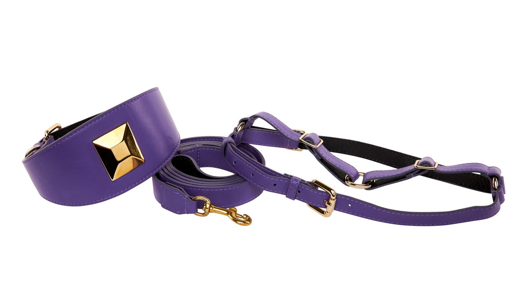 Purple Italian Leather 3” Wide Style Collar, With Custom Large Gold Rivet, Leash &amp; Harness Set
