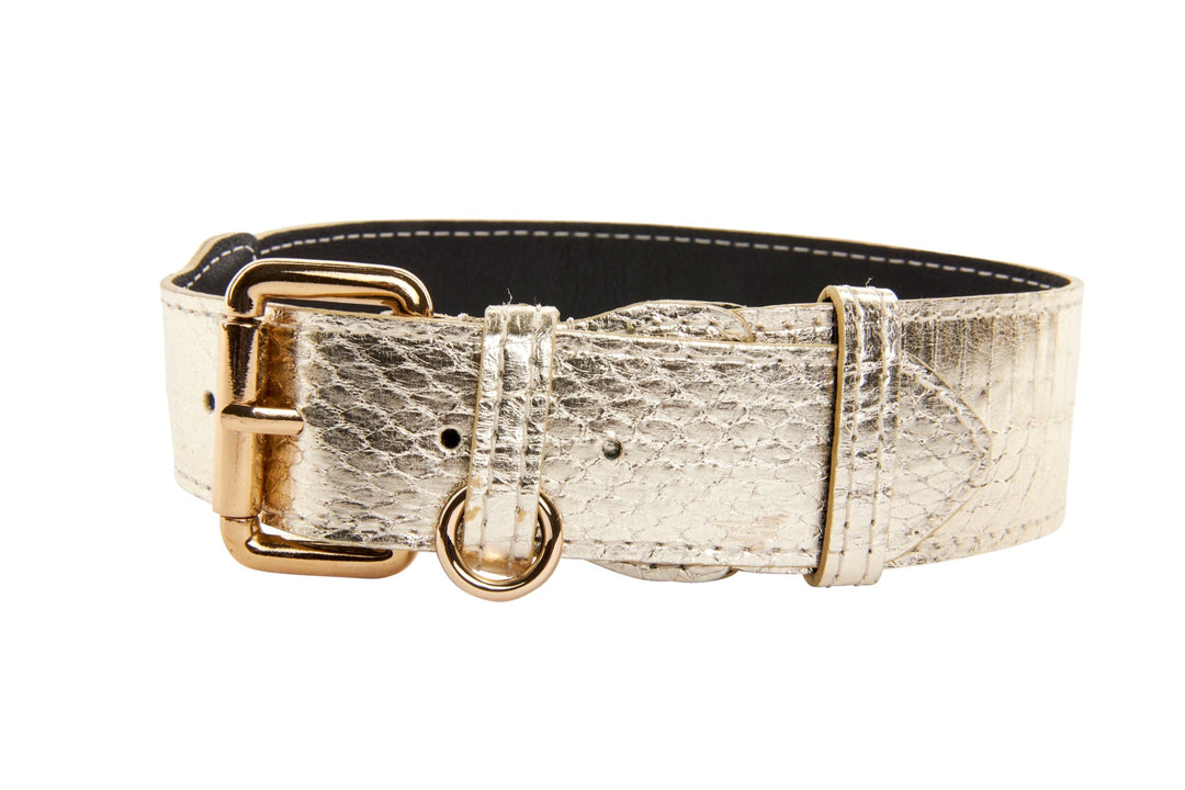 Gold Snake Collar &amp; Leash Set With Classic Hardware