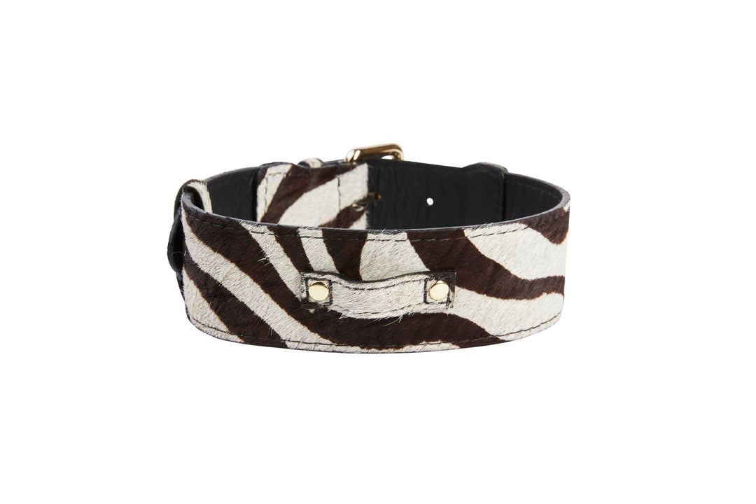 Distressed Brown &amp; White Zebra Print Hair On Hide Classic Collar with Gold Classic Hardware